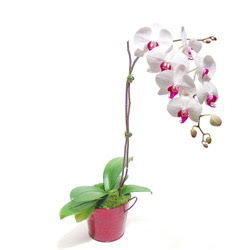  İsparta çiçek gönderme  Saksida orkide
