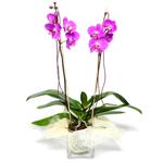  İsparta çiçek satışı  Cam yada mika vazo içerisinde  1 kök orkide