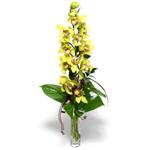  İsparta İnternetten çiçek siparişi  cam vazo içerisinde tek dal canli orkide