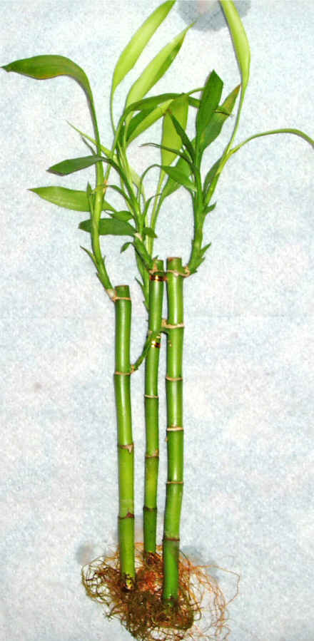 Lucky Bamboo 3 adet vazo hediye edilir   sparta cicek , cicekci 
