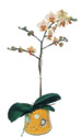  İsparta online çiçek gönderme sipariş  Phalaenopsis Orkide ithal kalite