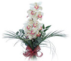  İsparta çiçek siparişi sitesi  Dal orkide ithal iyi kalite