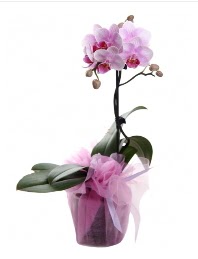 1 dal pembe orkide saksı çiçeği  İsparta kaliteli taze ve ucuz çiçekler 