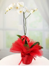 1 dal beyaz orkide saksı çiçeği  İsparta yurtiçi ve yurtdışı çiçek siparişi 
