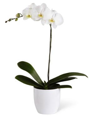 1 dallı beyaz orkide  İsparta 14 şubat sevgililer günü çiçek 