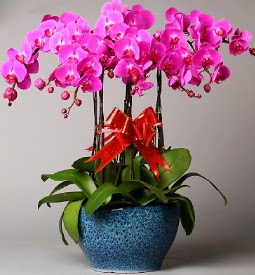 7 dallı mor orkide  İsparta çiçek online çiçek siparişi 