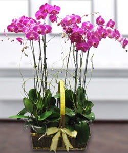 4 dallı mor orkide  İsparta güvenli kaliteli hızlı çiçek 