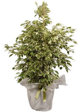 Orta boy alaca benjamin bitkisi  İsparta internetten çiçek satışı 