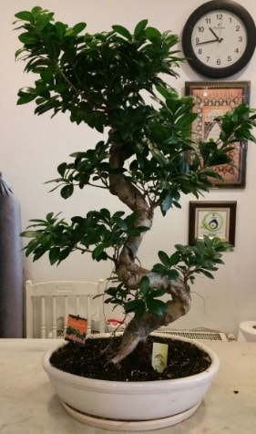 100 cm yüksekliğinde dev bonsai japon ağacı  İsparta İnternetten çiçek siparişi 