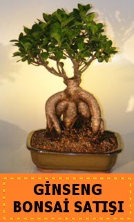 Ginseng bonsai satışı japon ağacı  İsparta cicek , cicekci 