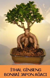 İthal japon ağacı ginseng bonsai satışı  İsparta İnternetten çiçek siparişi 
