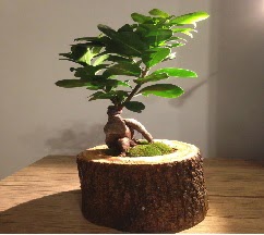 Doğal kütükte Bonsai japon ağacı satışı  İsparta internetten çiçek satışı 
