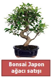 Japon ağacı bonsai satışı  İsparta çiçek siparişi sitesi 