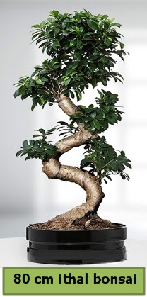 80 cm özel saksıda bonsai bitkisi  İsparta çiçekçi telefonları 