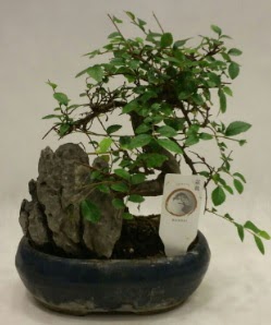 İthal 1.ci kalite bonsai japon ağacı  İsparta çiçek satışı 