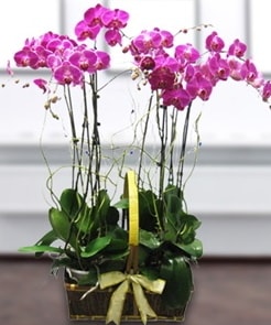 7 dallı mor lila orkide  İsparta çiçek gönderme sitemiz güvenlidir 