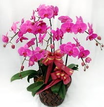Sepet içerisinde 5 dallı lila orkide  İsparta ucuz çiçek gönder 