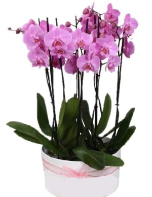 Beyaz seramik içerisinde 7 dallı mor orkide  İsparta çiçekçi telefonları 