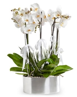 Beş dallı metal saksıda beyaz orkide  İsparta çiçek yolla 