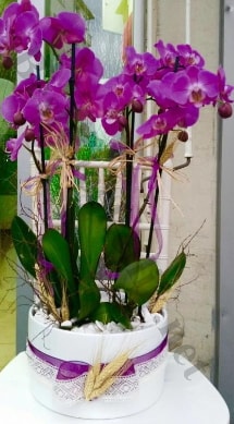 Seramik vazoda 4 dallı mor lila orkide  İsparta online çiçek gönderme sipariş 