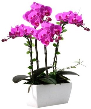 Seramik vazo içerisinde 4 dallı mor orkide  İsparta çiçek satışı 