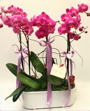 Beyaz seramik içerisinde 4 dallı orkide  İsparta ucuz çiçek gönder 