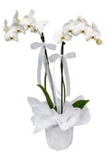 2 dallı beyaz orkide  İsparta güvenli kaliteli hızlı çiçek 