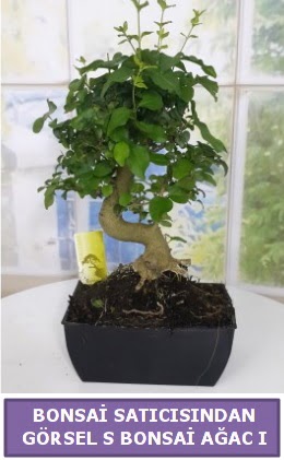 S dal eğriliği bonsai japon ağacı  İsparta çiçek satışı 