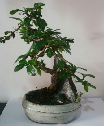 S şeklinde ithal bonsai ağacı  İsparta çiçek yolla 