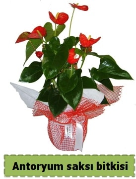 Antoryum saksı bitkisi satışı  İsparta çiçek , çiçekçi , çiçekçilik 