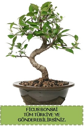 Ficus bonsai  İsparta çiçek gönderme sitemiz güvenlidir 