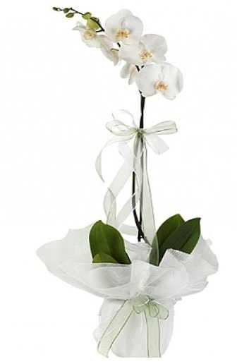 Tekli Beyaz Orkide  İsparta hediye çiçek yolla 