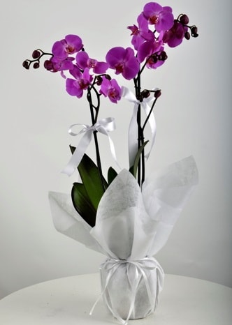 Çift dallı saksıda mor orkide çiçeği  İsparta çiçek siparişi vermek 