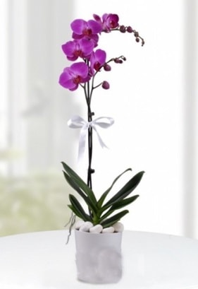 Tek dallı saksıda mor orkide çiçeği  İsparta çiçekçiler 