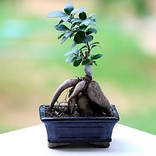 Marvellous Ficus Microcarpa ginseng bonsai  İsparta çiçek siparişi vermek 