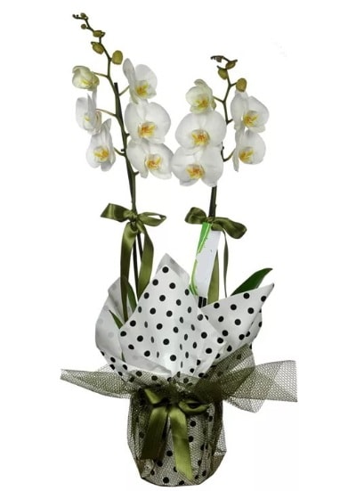 Çift Dallı Beyaz Orkide  İsparta 14 şubat sevgililer günü çiçek 