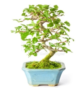 S zerkova bonsai kısa süreliğine  İsparta İnternetten çiçek siparişi 