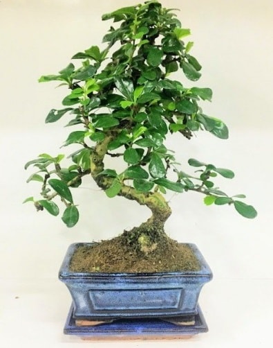 S Bonsai japon ağacı bitkisi  İsparta uluslararası çiçek gönderme 
