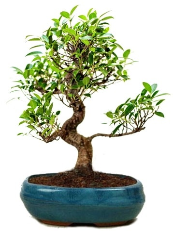 25 cm ile 30 cm aralığında Ficus S bonsai  İsparta çiçek gönderme sitemiz güvenlidir 