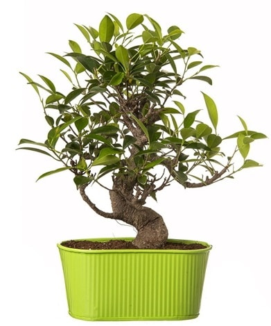 Ficus S gövdeli muhteşem bonsai  İsparta çiçek siparişi sitesi 