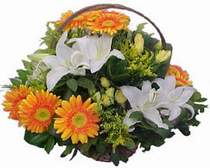  İsparta online çiçekçi , çiçek siparişi  sepet modeli Gerbera kazablanka sepet